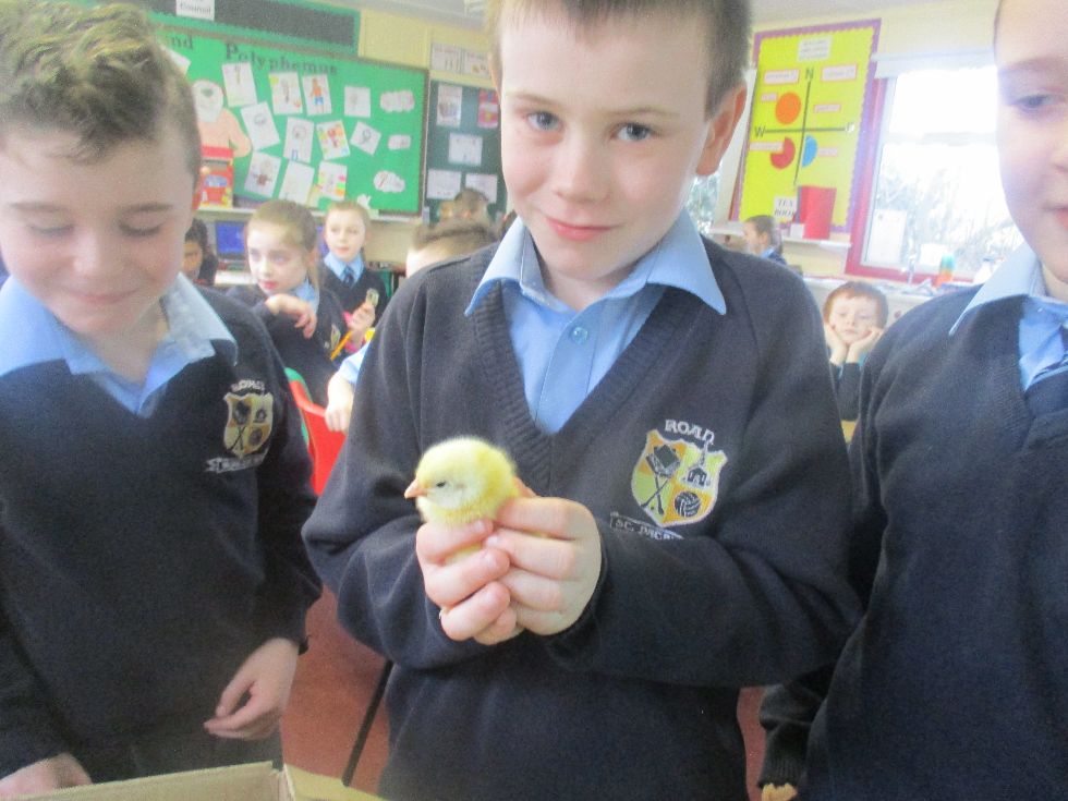 Easter Chicks visit Roan